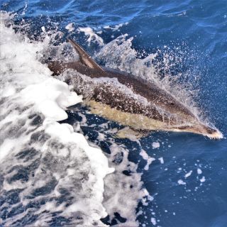 Swimming with Dolphins Terceira island