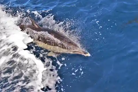 Terceira: Bootstour und Schwimmen mit Delfinen