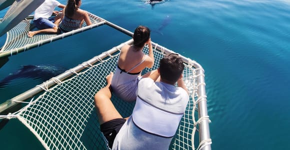 Setúbal: Dolphin Watching Tour