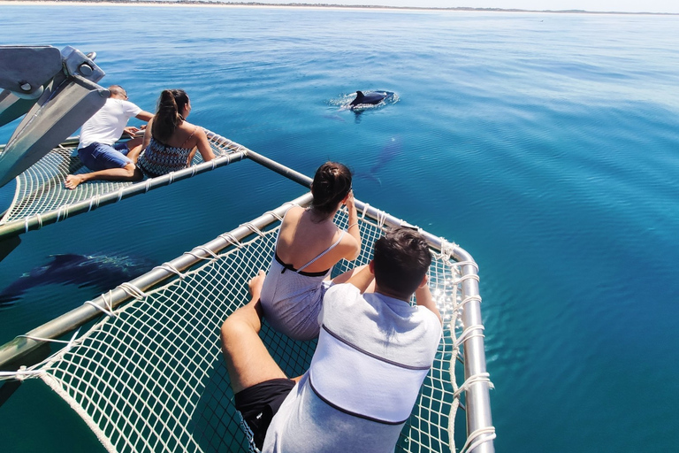 Setúbal: Dolphin Watching Tour
