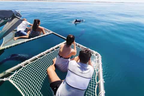 Setúbal, Portugal: Catamaran Dolphin Watching Tour