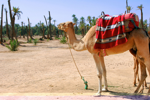 Palmeraie di Marrakech: giro in cammello e attività in quad