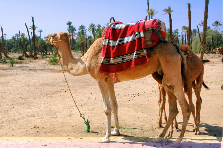 Palmeraie de Marrakech : balade en chameau et quad