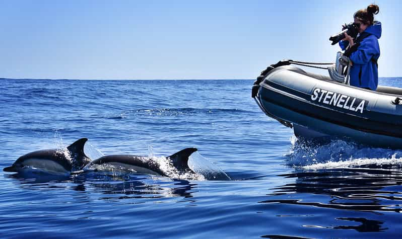 Depuis Calheta : Observation Des Baleines Et Des Dauphins De Madère En ...