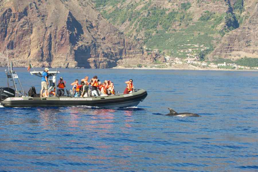 Ab Calheta: Delfin- und Whale Watching-Bootstour