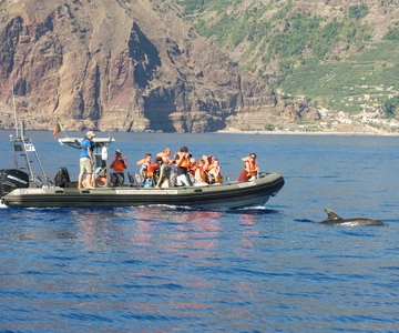 From Calheta: Madeira Whale and Dolphin Watching Boat Tour