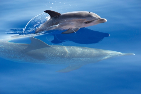 Madeira: Bootstour zur Wal- und Delfinbeobachtung