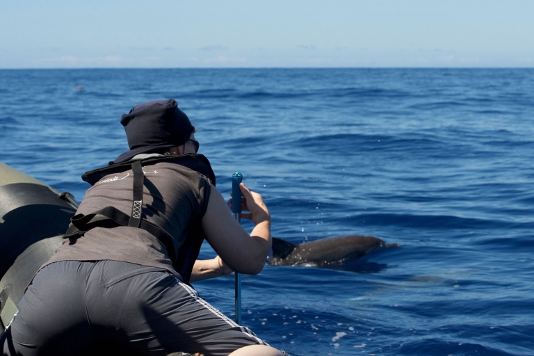 Madeira: boottocht van 2 uur om walvissen en dolfijnen te spotten