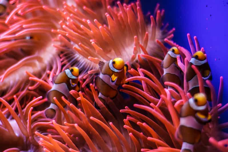 Aquarium de Gênes : billet à heure fixe | GetYourGuide