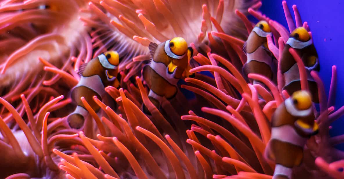 Aquarium of Genoa: Skip-the-Line Ticket