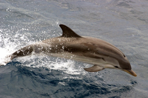 Charleston : Visite touristique du port et observation des dauphinsDépart de l'Aquarium Wharf : 1,5 heure de visite du port de Charleston