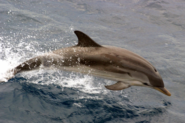 Charleston: Sightseeingtour door de haven & dolfijn kijkenVertrek Aquarium Wharf: 1,5 Uur Charleston Haven Tour