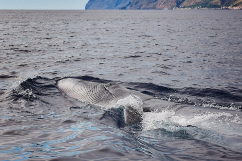 Madeira: excursie walvissen spotten in een traditioneel vaartuig