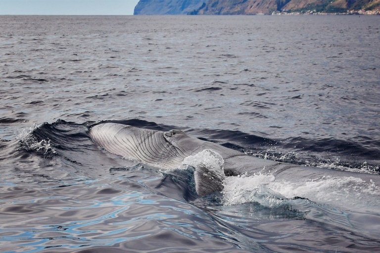 Madeira: excursie walvissen spotten in een traditioneel vaartuig