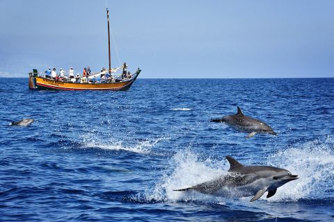 Madeira: escursione di osservazione delle balene in una nave tradizionale
