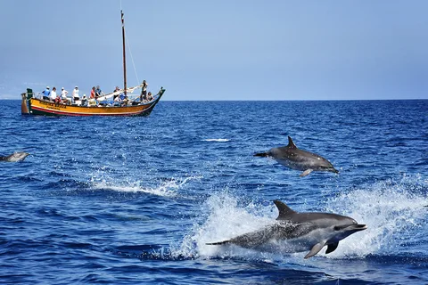 Madeira: Walvisexcursie in een traditioneel schip