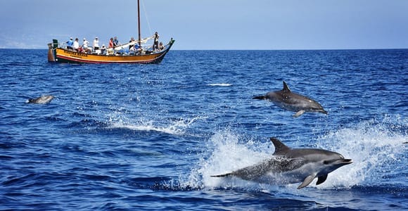Madeira: Whale Watching Excursion in a Traditional Vessel