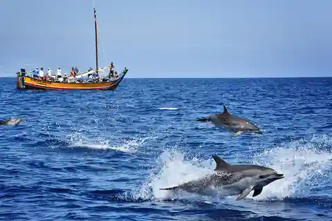 Madeira: Udflugt med hvalsafari i et traditionelt fartøj