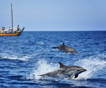 Madeira: Whale Watching Excursion in a Traditional Vessel
