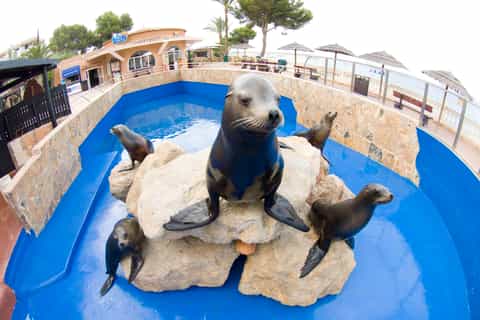 Mallorca: Marineland with Pickup from East & North of Island