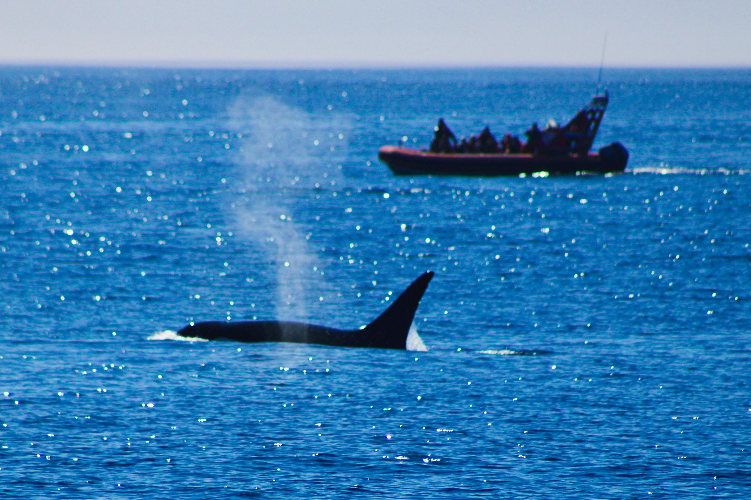Victoria: Whale Watching & Meeresbewohner-Ausflug mit dem Zodiac