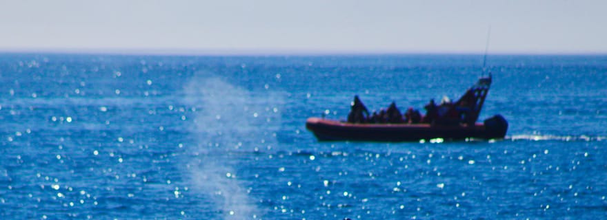 Victoria : excursion d'observation de baleines en zodiaque
