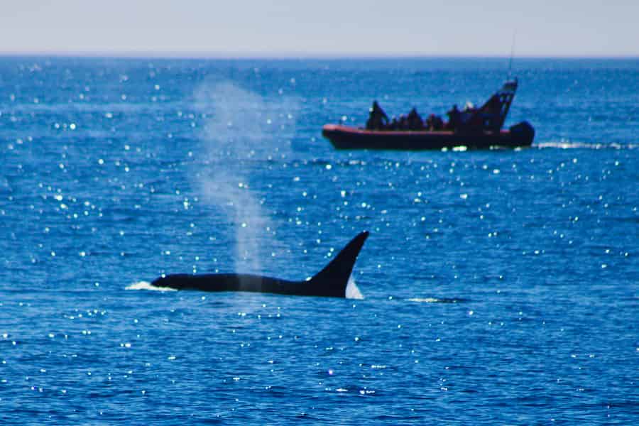 Victoria: Whale Watching & Meeresbewohner-Ausflug mit dem Zodiac. Foto: GetYourGuide Victoria: Whale Watching & Meeresbewohner-Ausflug mit dem Zodiac. Foto: GetYourGuide