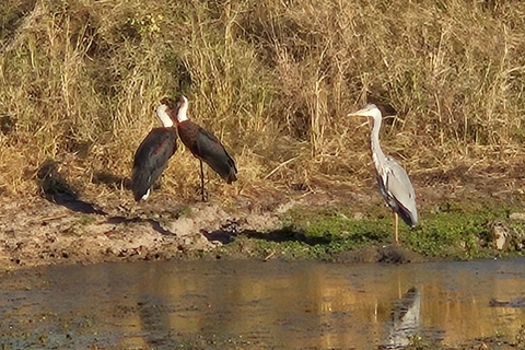 Private Safari Tour: Pilansberg National Park Big 5