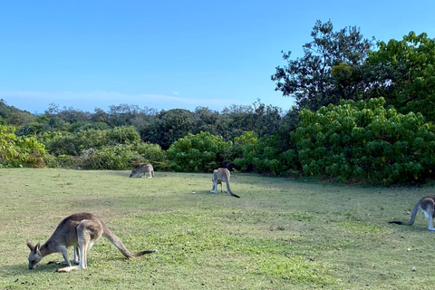 Desde Brisbane: Excursión de un día a la Isla North Stradbroke con puesta de solGrupos reducidos Excursión al Atardecer Estilo Boutique