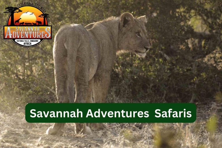 Victoriafälle: Elefanten-Trekking-SafariKleingruppentour