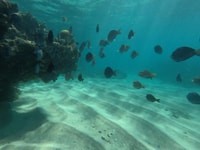 Fajardo, tour in barca a snorkeling guidato dall'isola di Culebra - Housity