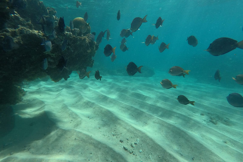 Au départ de Fajardo : excursion guidée de snorkeling sur l'île de CulebraCulebra : Visite guidée de snorkeling