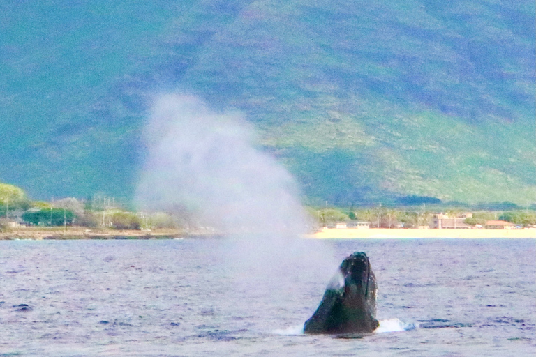 West O'ahu: crucero en catamarán para nadar con delfines