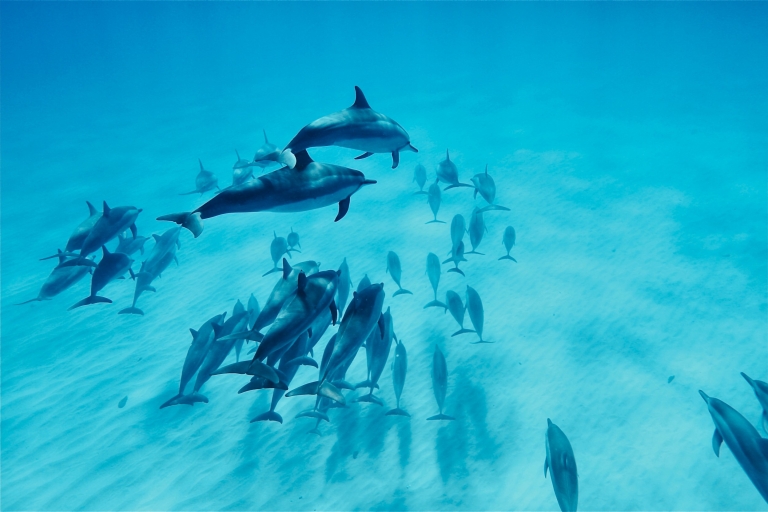 West O'ahu: crucero en catamarán para nadar con delfines