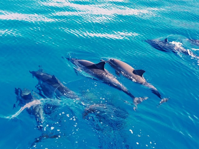 Visit West O'ahu Swim with Dolphins Catamaran Cruise in Waipahu, Hawaii, USA