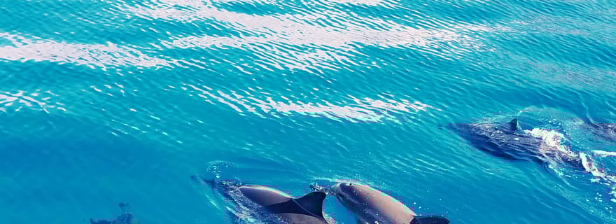 West O'ahu : Croisière en catamaran pour nager avec les dauphins