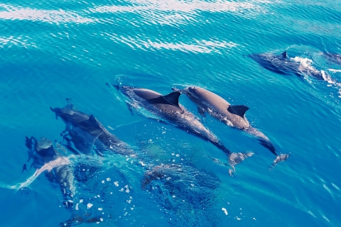 West O'ahu: crucero en catamarán para nadar con delfines