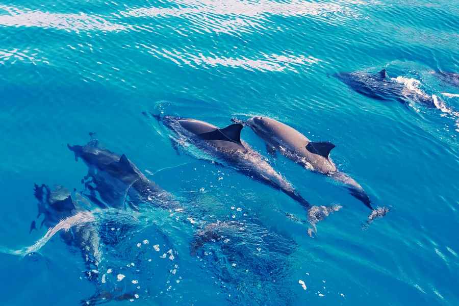 West O'ahu: Schwimmen mit Delfinen Katamaran-Kreuzfahrt. Foto: GetYourGuide