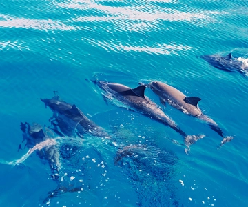 West O'ahu: Schwimmen mit Delfinen Katamaran-Kreuzfahrt