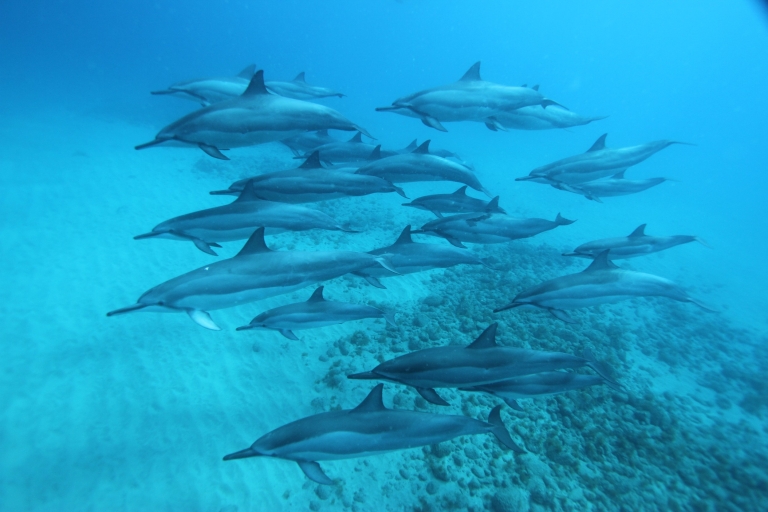 West O'ahu: Pływaj z delfinami Rejs katamaranem