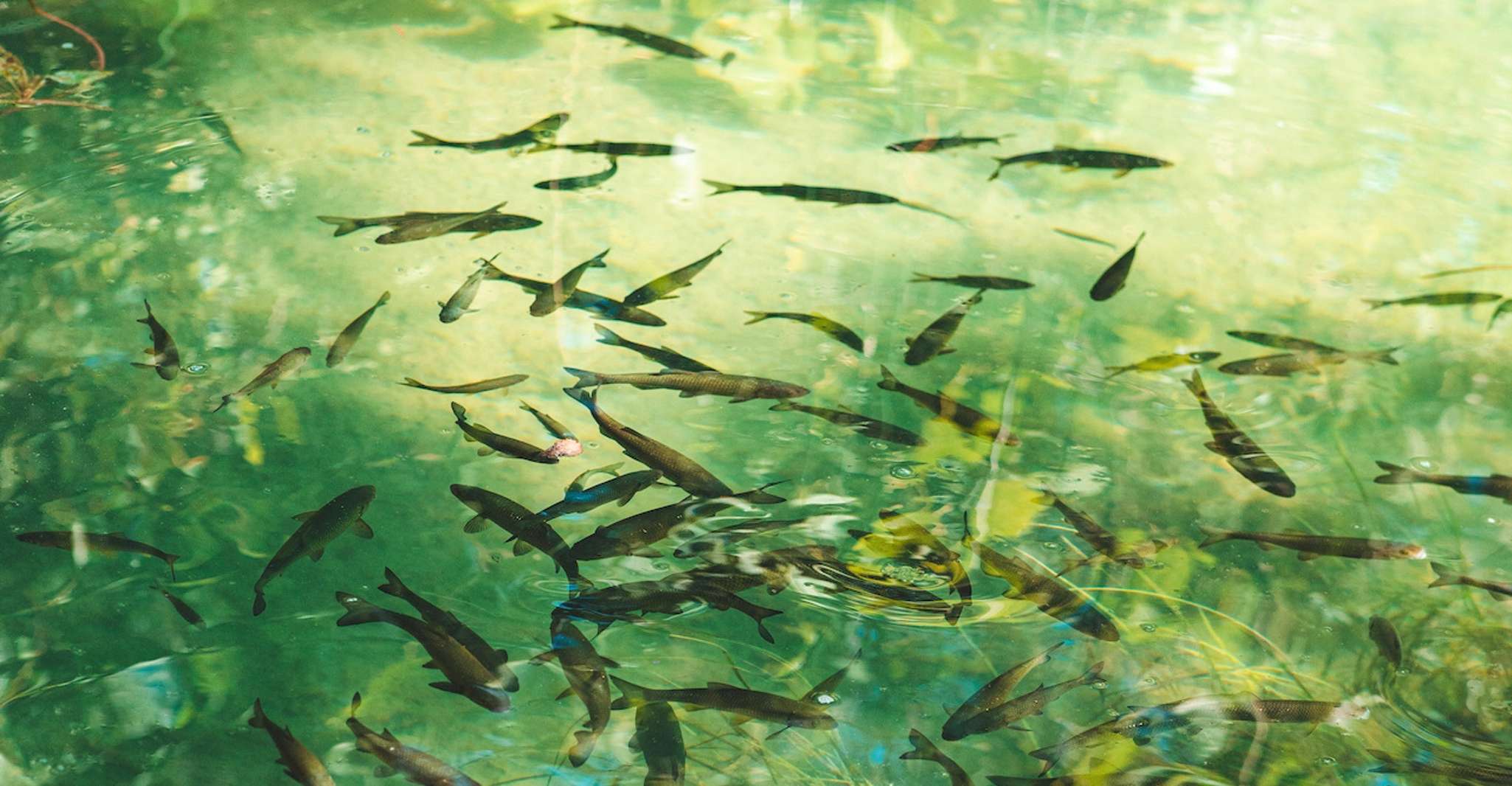 Split, Krka Waterfalls Tour, Cruise Boat y Natación - Housity