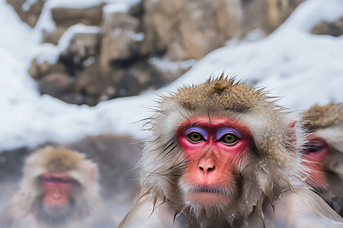 From Tokyo & Nagano: Snow Monkey Private Customizable Tour