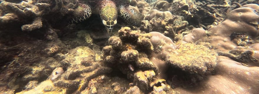 Trincomalee : observation des baleines, plongée avec tuba parmi les tortues et les poissons
