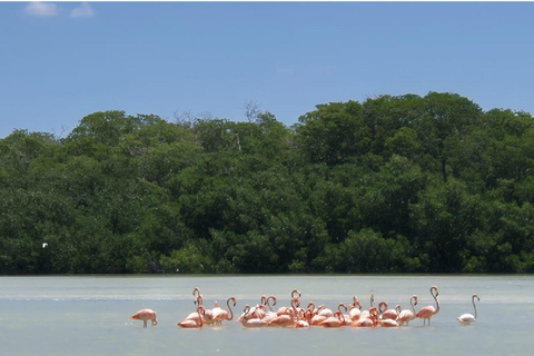 From Merida: Sightseeing tour to Celestún, Flamenco Route, Mangroves, and Estuary From Merida: Tour to Celestun, Flamenco Route, Mangroves, and Estuary