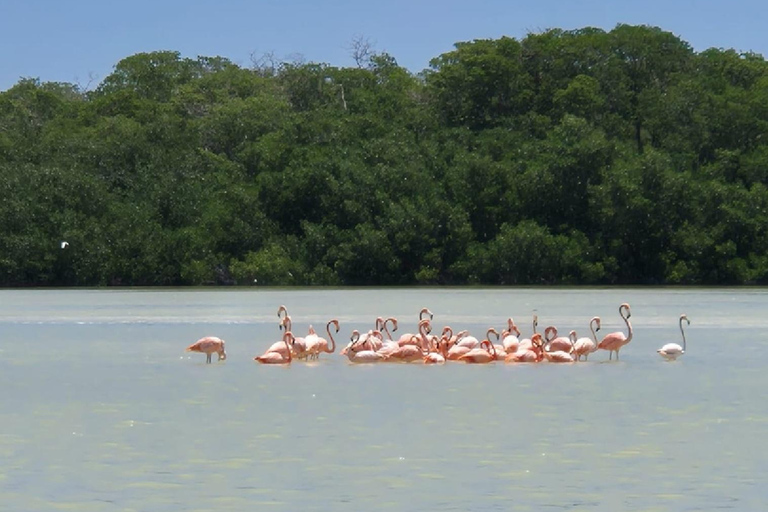 From Merida: Sightseeing tour to Celestún, Flamenco Route, Mangroves, and Estuary From Merida: Tour to Celestun, Flamenco Route, Mangroves, and Estuary