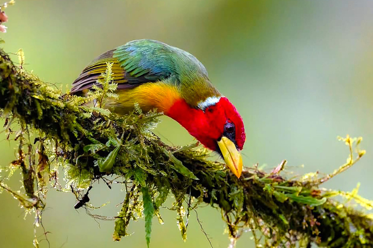 Cali: Birdwatching Tour with Breakfast and Guide