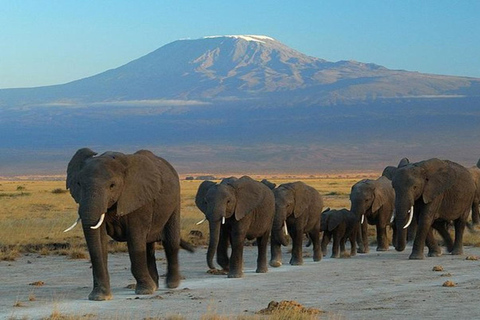 From Mombasa: 5-Day Amboseli and Tsavo Safari Tour
