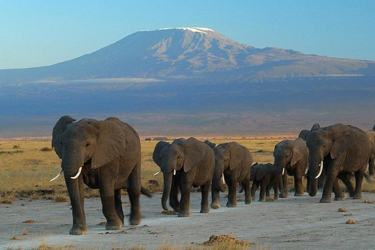 From Mombasa: 5-Day Amboseli and Tsavo Safari Tour
