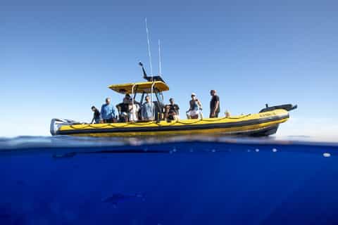 Oahu: North Shore Marine Life Tour from Haleiwa