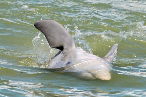 Marco Island: Guided Dolphin Tour with Beach Stop